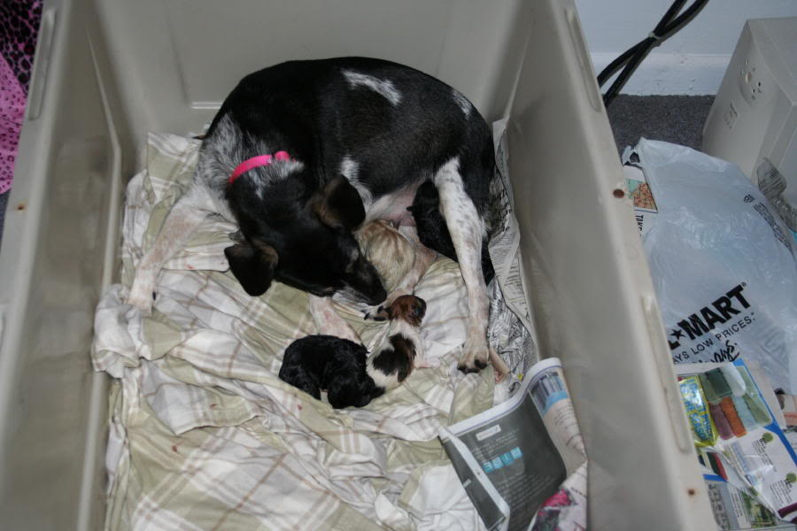 mom and pups