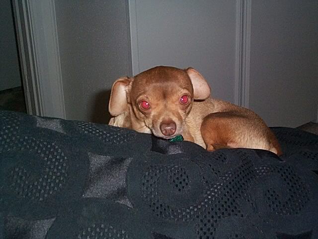 Rocco