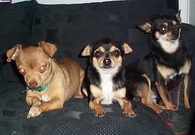 3 chihuahuas
